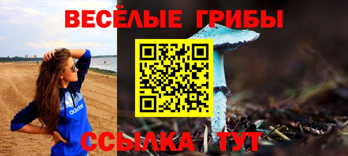 Курчалой  Псилоцибиновые грибы Psilocybe  Вход с VPN 